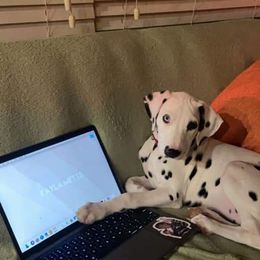 Dalmatian Puppies from Sublime Dalmatians
