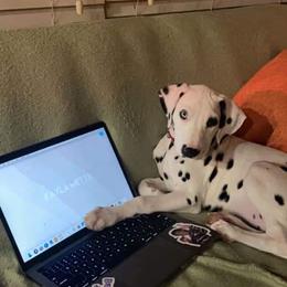Dalmatian Puppies from Sublime Dalmatians