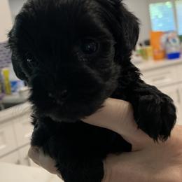 Zoe - Black female Yorkipoo puppy in Collier County, Florida from Star Catcher Pups
