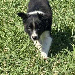 Outland Jacosta - Black and white female Border Collie puppy in Ranger, Georgia from Outland Border Collies