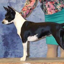Rat Terriers and Teddy Roosevelt Terriers from Golden Hills Rat Terriers