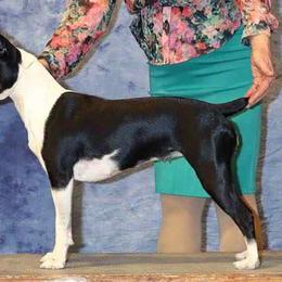 Rat Terriers and Teddy Roosevelt Terriers from Golden Hills Rat Terriers
