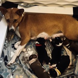 Basenji Puppies from Freecloud Basenji