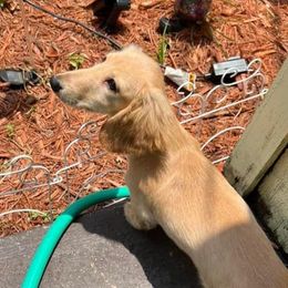 Luna - Dachshund
