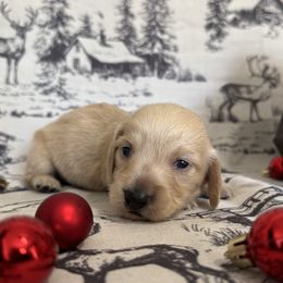 Tigger - Cream male Dachshund puppy in Dothan, Alabama from Little House Pups