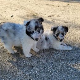 Shetland Sheepdog Puppies from Shantel Shelties