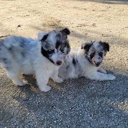 Shetland Sheepdog Puppies from Shantel Shelties