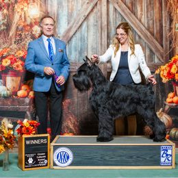 Brava - Giant Schnauzer