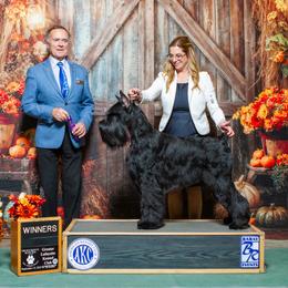 Brava - Giant Schnauzer