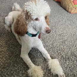 Leia - Parti female Poodle puppy in Southampton, New Jersey from Lavishly Loved Pets LLC