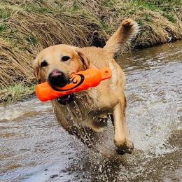 Rig - Labrador Retriever