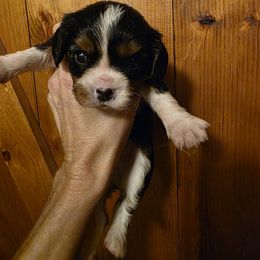 Diesel - Tri-color male Cavalier King Charles Spaniel puppy in Springfield, Missouri from Caney Mountain Cavaliers LLC