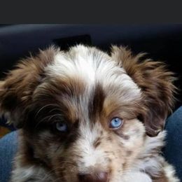 Australian Shepherd Puppies from Judy’s Aussies