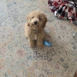 Goldendoodle Puppies from Ohio Valley Doodles