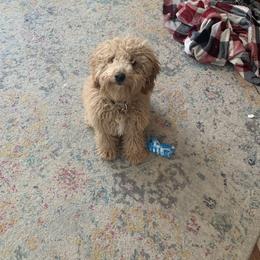 Goldendoodle Puppies from Ohio Valley Doodles