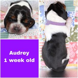 Audrey Grizwold - Black brown and white female Basset Hound puppy in Jacksboro, Texas from Basset Hounds of Jacksboro, Tx