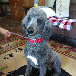 Blaze - Poodle