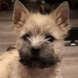 Cairn Terriers from Cairnforyou