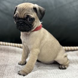 Boy 4 - male Pug puppy in Troutman, North Carolina from Ohana Pugs