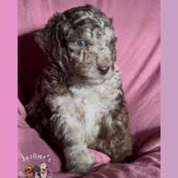 Aurora - Merle female Goldendoodle puppy in Sterling, Connecticut from Justine’s Retrievers and Doodles