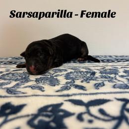 Sarsaparilla - Black and red female German Shepherd puppy in Coplay, Pennsylvania from By My Side Germans Shepherds & Dobermans