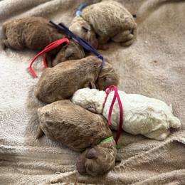 Boy 2 - Red  male Poodle puppy in Mount Vernon, Illinois from AMC Poodles