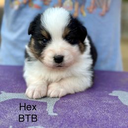 Hex - Black tri-color female Australian Shepherd puppy in Augusta, Georgia from Incendia Aussies & Dobies