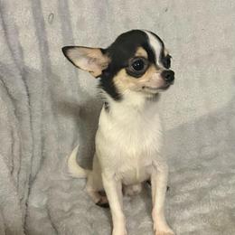 Finley aka Fin - Black and white male Chihuahua puppy in Henderson, Kentucky from Western Kentucky Chihuahua’s and Chinese Crested’s