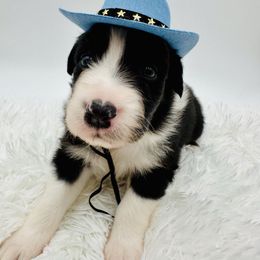 Roy Boy - Black tri-color Australian Shepherd puppy in Vista, California from Cummings Family Aussies
