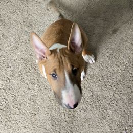 Bull Terrier Puppies from Lynn Hill Bull Terriers