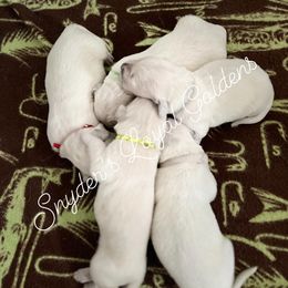Golden Retriever Puppies from Loyal Golden Retrievers