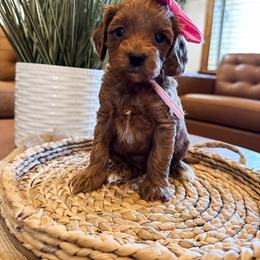 Pico (Pink Girl) - Red female Cavapoo puppy in Pleasant Grove, Utah from Destination Doodles