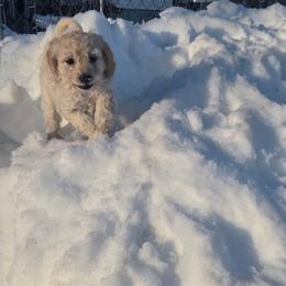 Peppermint Patty - Cream female Aussiedoodle puppy in Cumberland, Rhode Island from W Doodle Crew