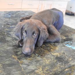 Yellow - Liver female Flat-Coated Retriever puppy in Kaanapali, Hawaii from Kaia Golden Flat Coat