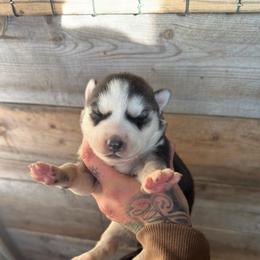 Girl 1 - Black and white female Siberian Husky puppy in Iron River, Wisconsin from Wiemeri Siberians