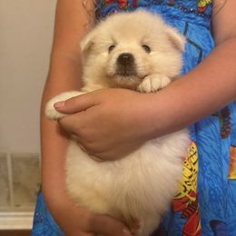 Girl 2 - female American Eskimo Dog puppy in Canton, Texas from Dan's Eskimo Dogs