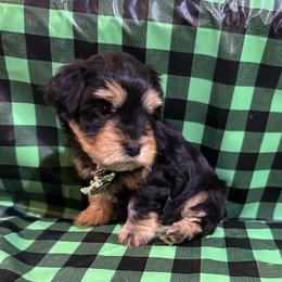 King Zeus - Black and tan male Havanese puppy in North Richland Hills, Texas from A Royal Havanese Court