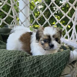 Shih Tzu Puppies from Melanie's Little Lions