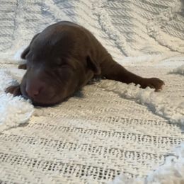 Noah - Chocolate male Labrador Retriever puppy in Lucasville, Ohio from Backwoods Labradors