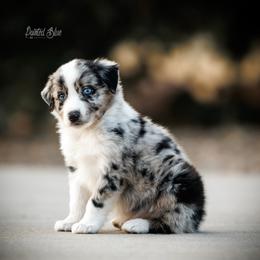 California Chrome - Blue merle male Miniature American Shepherd puppy in Herriman, Utah from Painted Blue Aussies