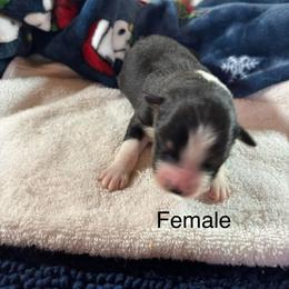 Black tri female - Black tri-color female Australian Shepherd puppy in Loganville, Georgia from Howell Aussies