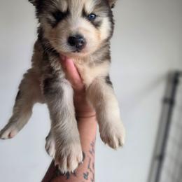 Girl 1 - Sable and white female Siberian Husky puppy in Buckeye, Arizona from Anime Huskies