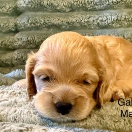 Gable - Buff male Cocker Spaniel puppy in Sumter, South Carolina from Cocker Eclipse In Home Kennel