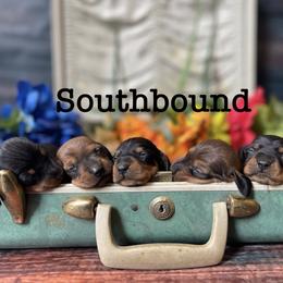 Dachshund and Poodle Puppies from Southbound Kennel