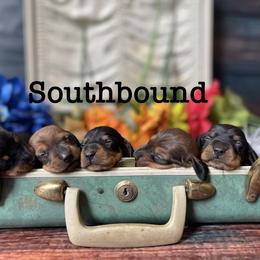 Dachshund and Poodle Puppies from Southbound Kennel