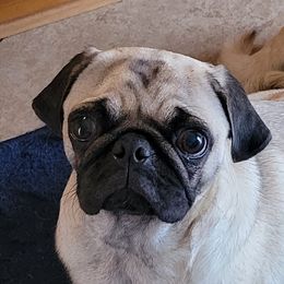 Lexi - Pug