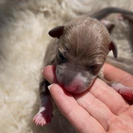 Alistair - Blue fawn male Italian Greyhound puppy in Southwest Florida, Florida from Woofford Italian Greyhounds