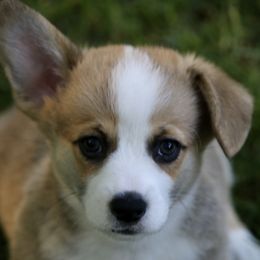 Pembroke Welsh Corgi Puppies from Mountain Maryland Corgis