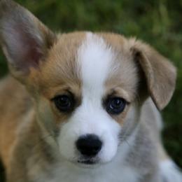 Pembroke Welsh Corgi Puppies from Mountain Maryland Corgis