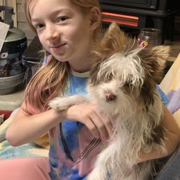 Sir Chase Edward - Parti male Yorkshire Terrier puppy in Elizabethtown, Kentucky from Teeny Tiny Puppy Tails